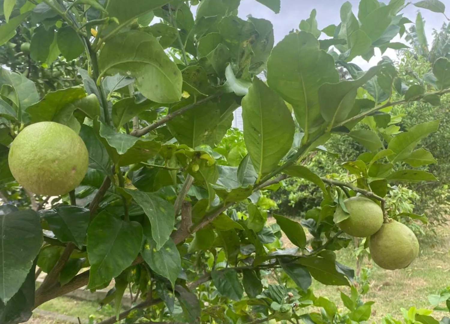 Rum i privatbostad Rancho 1126 Lägenhet Florianópolis Brasilien